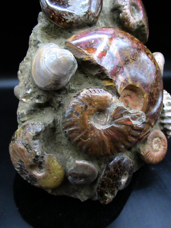 Ammonite Cluster - Madagascar #4 - Image 4