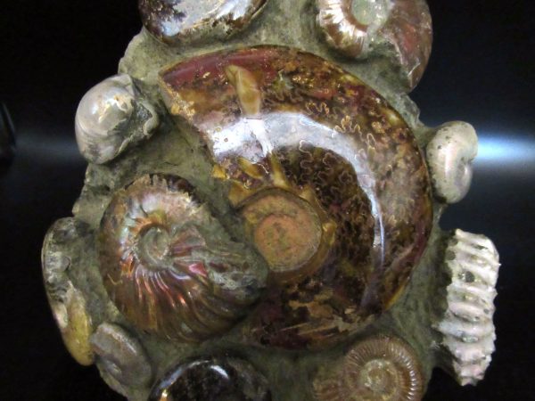 Ammonite Cluster - Madagascar #4 - Image 3