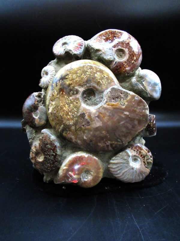 Ammonite Cluster - Madagascar #5