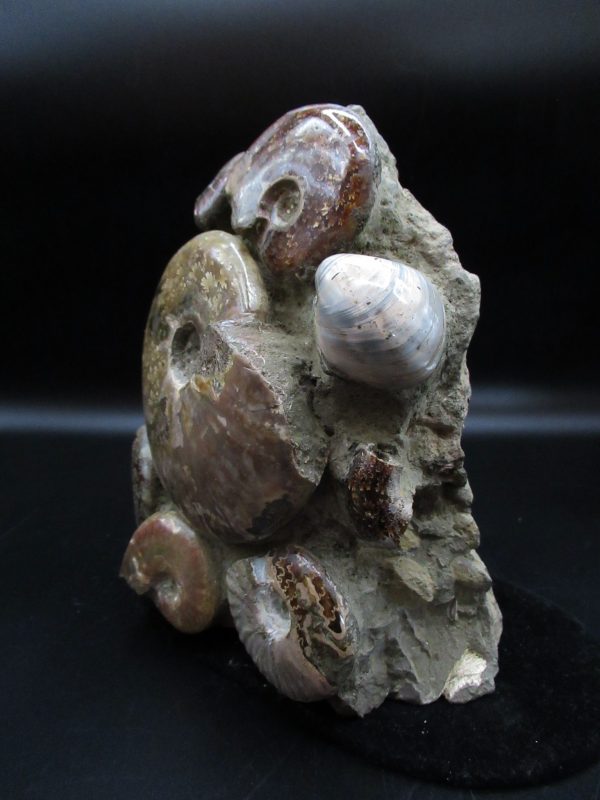 Ammonite Cluster - Madagascar #5 - Image 2