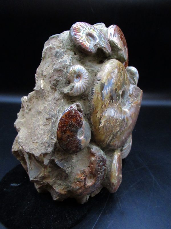 Ammonite Cluster - Madagascar #5 - Image 4