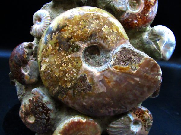 Ammonite Cluster - Madagascar #5 - Image 3