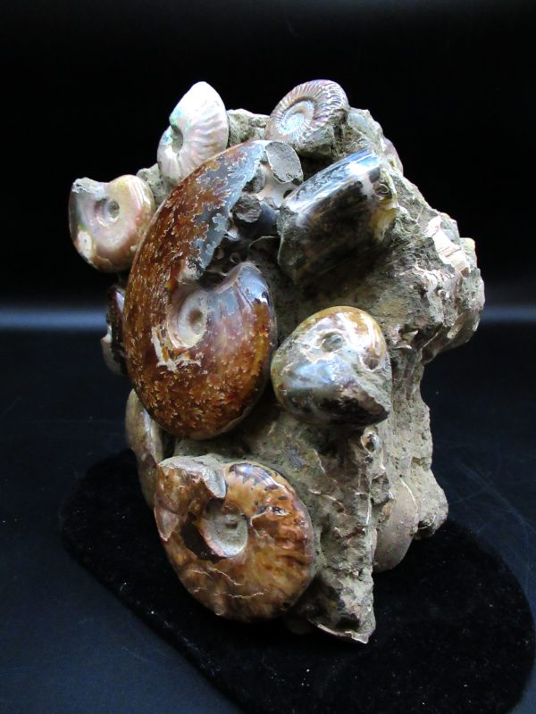 Ammonite Cluster - Madagascar #6 - Image 2