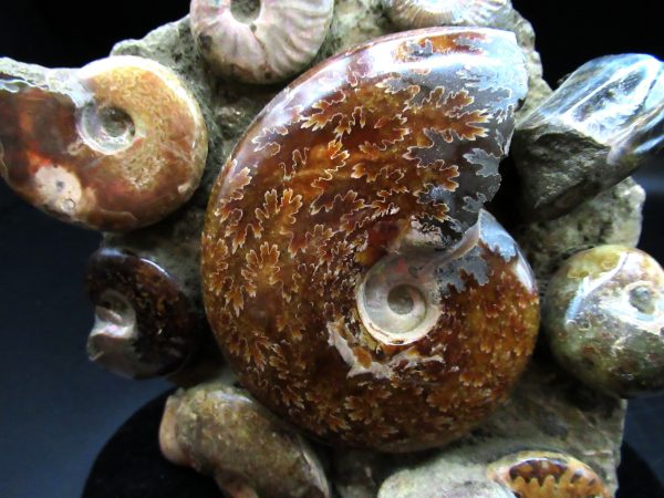 Ammonite Cluster - Madagascar #6 - Image 3