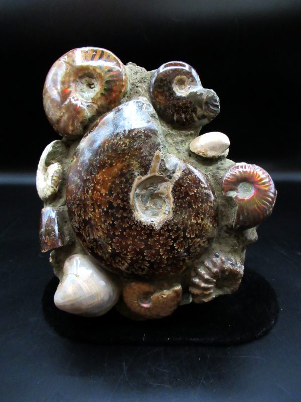 Ammonite Cluster - Madagascar #7