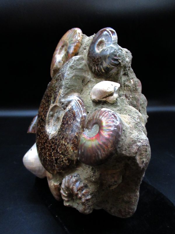 Ammonite Cluster - Madagascar #7 - Image 8