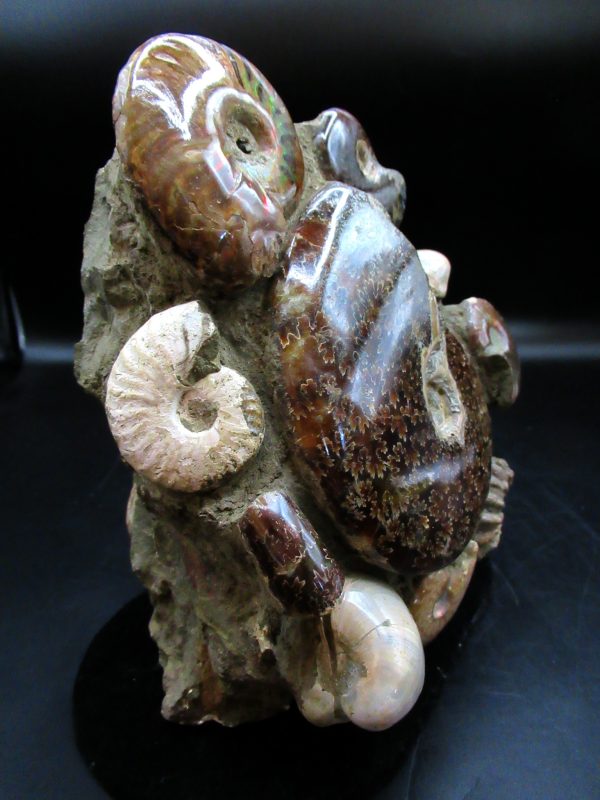 Ammonite Cluster - Madagascar #7 - Image 4