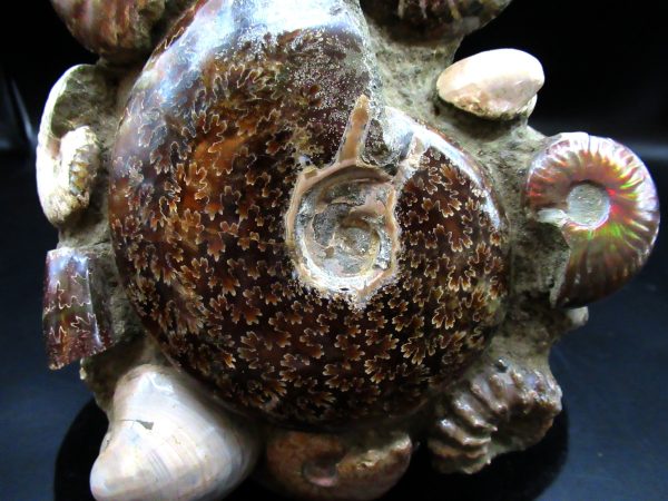 Ammonite Cluster - Madagascar #7 - Image 3