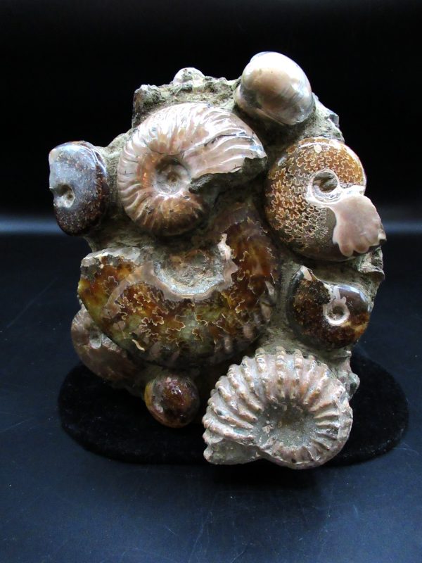 Ammonite Cluster - Madagascar #8