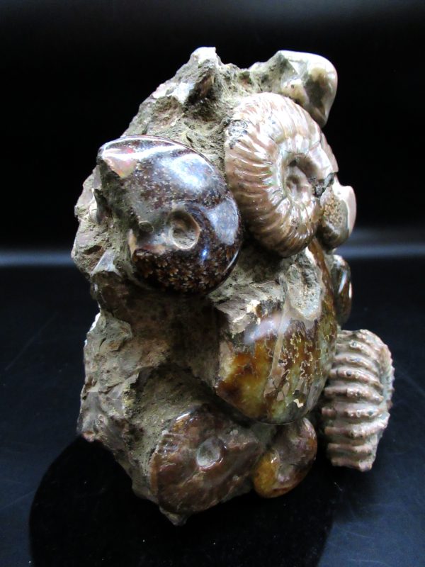 Ammonite Cluster - Madagascar #8 - Image 4