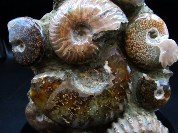 Ammonite Cluster - Madagascar #8 - Image 3