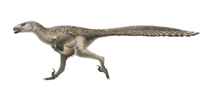 Dromaeosaurus