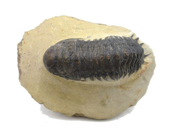 Genuine Devonian Age Crotalocephalina Trilobite Fossils for Sale from Morocco #2
