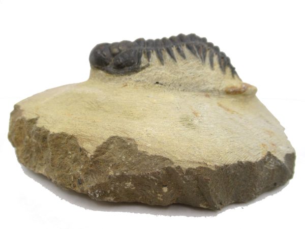 Genuine Devonian Age Crotalocephalina Trilobite Fossils for Sale from Morocco #2a