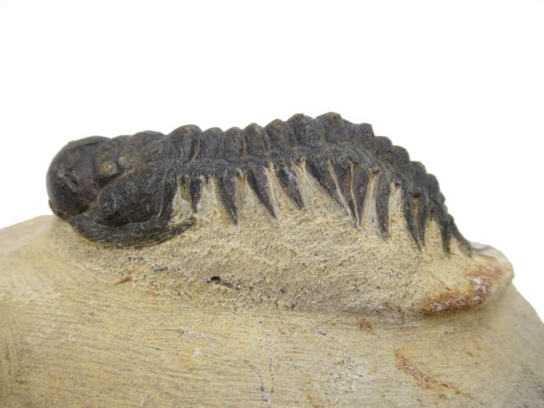 Genuine Devonian Age Crotalocephalina Trilobite Fossils for Sale from Morocco #2b