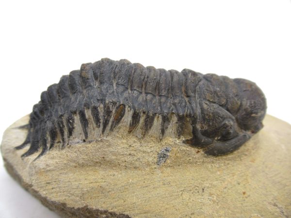 Genuine Devonian Age Crotalocephalina Trilobite Fossils for Sale from Morocco #2d