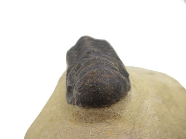 Genuine Devonian Age Crotalocephalina Trilobite Fossils for Sale from Morocco #2e