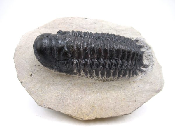 Genuine Devonian Age Crotalocephalina Trilobite Fossils for Sale from Morocco #3