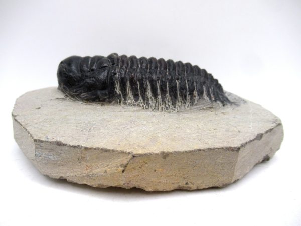 Genuine Devonian Age Crotalocephalina Trilobite Fossils for Sale from Morocco #3a