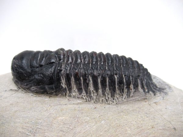 Genuine Devonian Age Crotalocephalina Trilobite Fossils for Sale from Morocco #3b