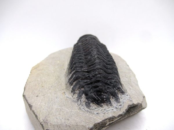 Genuine Devonian Age Crotalocephalina Trilobite Fossils for Sale from Morocco #3c