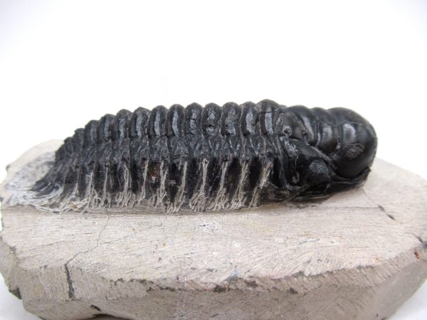Genuine Devonian Age Crotalocephalina Trilobite Fossils for Sale from Morocco #3d