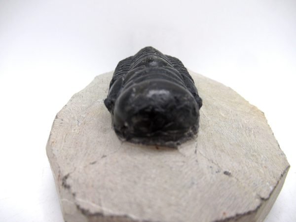 Genuine Devonian Age Crotalocephalina Trilobite Fossils for Sale from Morocco #3e
