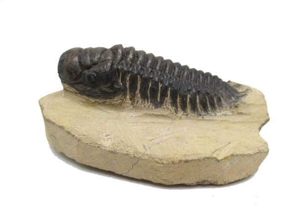 Genuine Devonian Age Crotalocephalina Trilobite Fossils for Sale from Morocco #4a