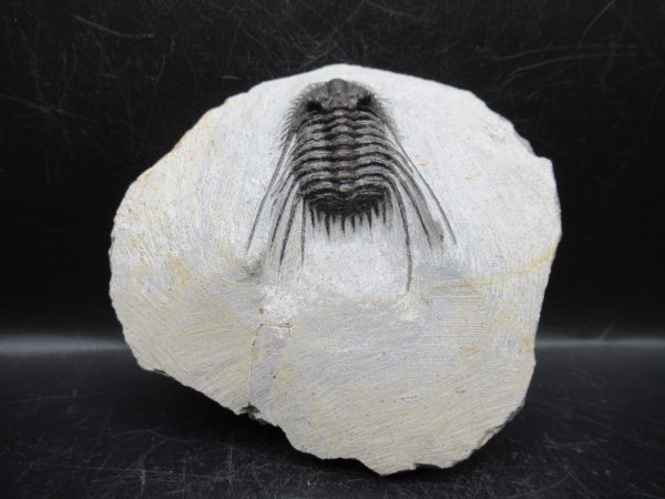 Genuine Devonian Age Leonaspis Trilobite Fossils for Sale from Morocco #1