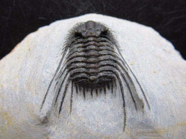 Genuine Devonian Age Leonaspis Trilobite Fossils for Sale from Morocco #1a