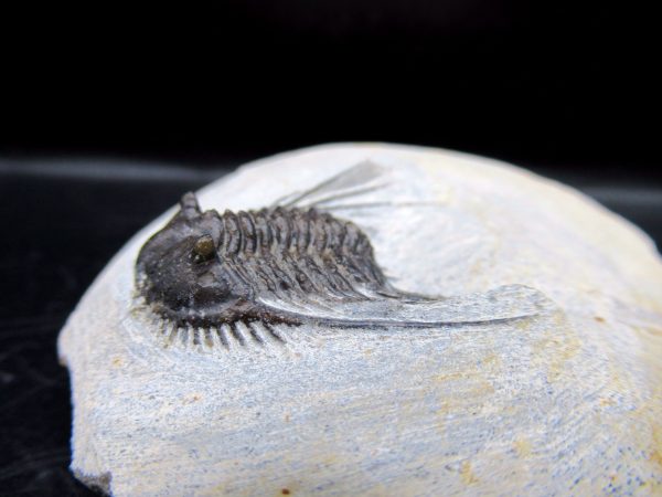 Genuine Devonian Age Leonaspis Trilobite Fossils for Sale from Morocco #1c