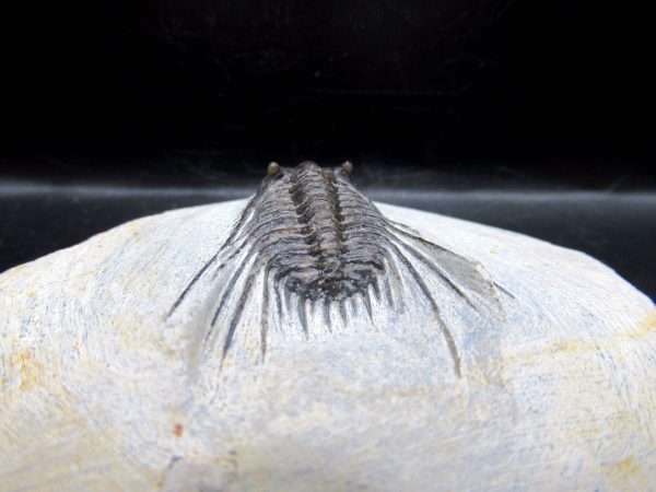 Genuine Devonian Age Leonaspis Trilobite Fossils for Sale from Morocco #1d