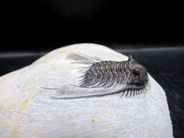 Genuine Devonian Age Leonaspis Trilobite Fossils for Sale from Morocco #1e