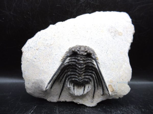 Genuine Devonian Age Leonaspis Trilobite Fossils for Sale from Morocco #2