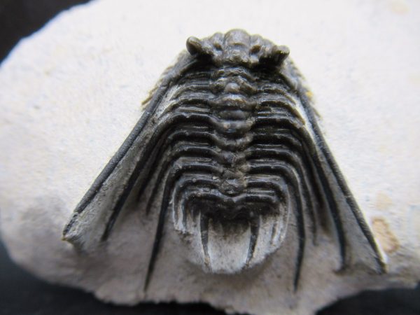 Genuine Devonian Age Leonaspis Trilobite Fossils for Sale from Morocco #2b