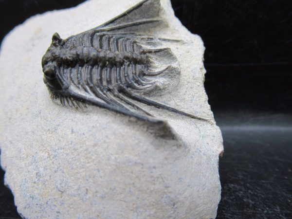 Genuine Devonian Age Leonaspis Trilobite Fossils for Sale from Morocco #2c