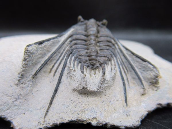 Genuine Devonian Age Leonaspis Trilobite Fossils for Sale from Morocco #2d