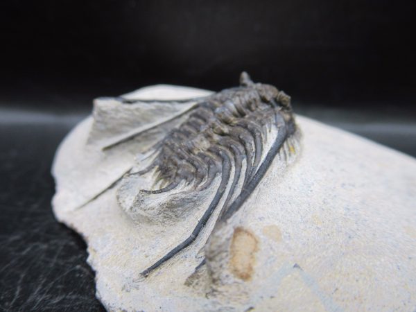 Genuine Devonian Age Leonaspis Trilobite Fossils for Sale from Morocco #2e
