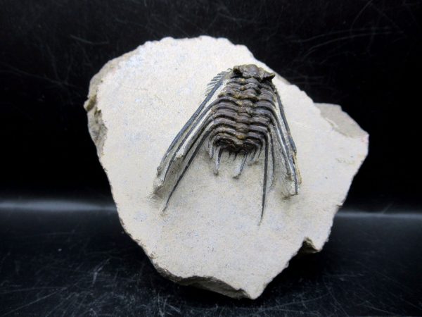 Genuine Devonian Age Leonaspis Trilobite Fossils for Sale from Morocco #3