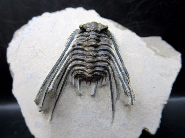 Genuine Devonian Age Leonaspis Trilobite Fossils for Sale from Morocco #3a