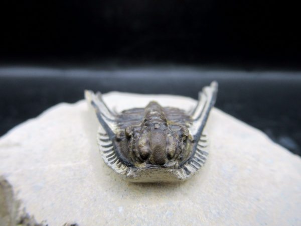 Genuine Devonian Age Leonaspis Trilobite Fossils for Sale from Morocco #3b