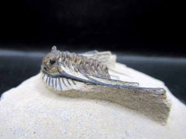 Genuine Devonian Age Leonaspis Trilobite Fossils for Sale from Morocco #3c