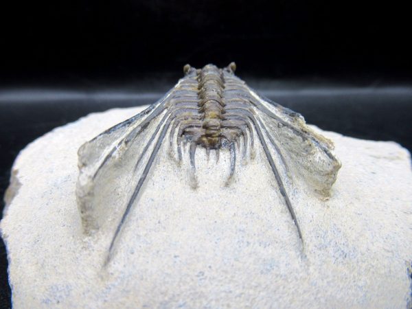 Genuine Devonian Age Leonaspis Trilobite Fossils for Sale from Morocco #3d