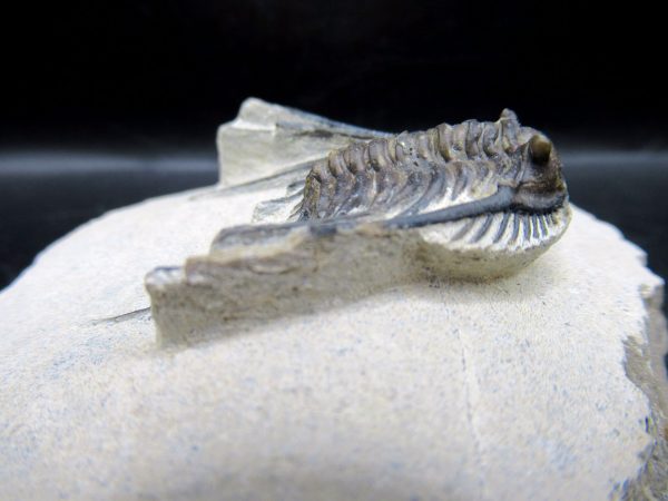 Genuine Devonian Age Leonaspis Trilobite Fossils for Sale from Morocco #3e