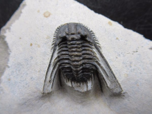 Genuine Devonian Age Leonaspis Trilobite Fossils for Sale from Morocco #4a