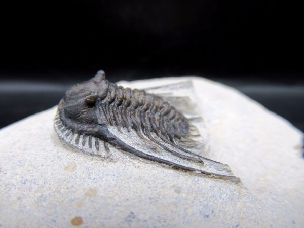 Genuine Devonian Age Leonaspis Trilobite Fossils for Sale from Morocco #4c