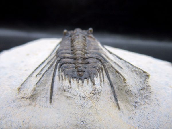 Genuine Devonian Age Leonaspis Trilobite Fossils for Sale from Morocco #4d