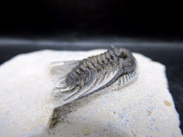 Genuine Devonian Age Leonaspis Trilobite Fossils for Sale from Morocco #4e