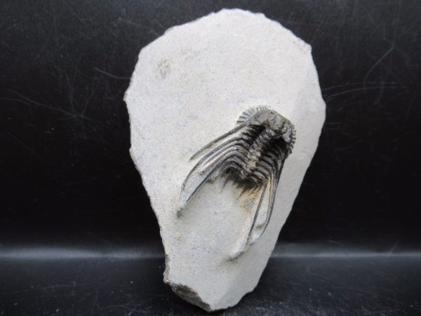 Genuine Devonian Age Leonaspis Trilobite Fossils for Sale from Morocco #5