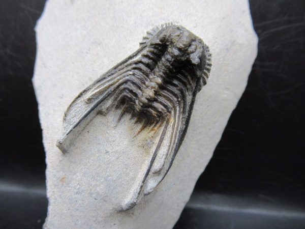 Genuine Devonian Age Leonaspis Trilobite Fossils for Sale from Morocco #5a